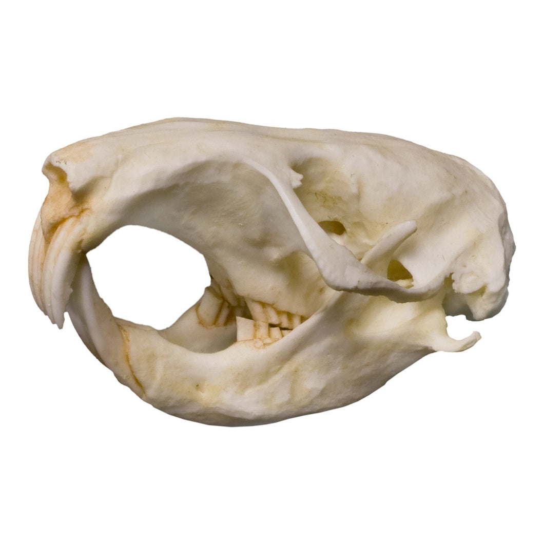 Replica Pocket Gopher Skull