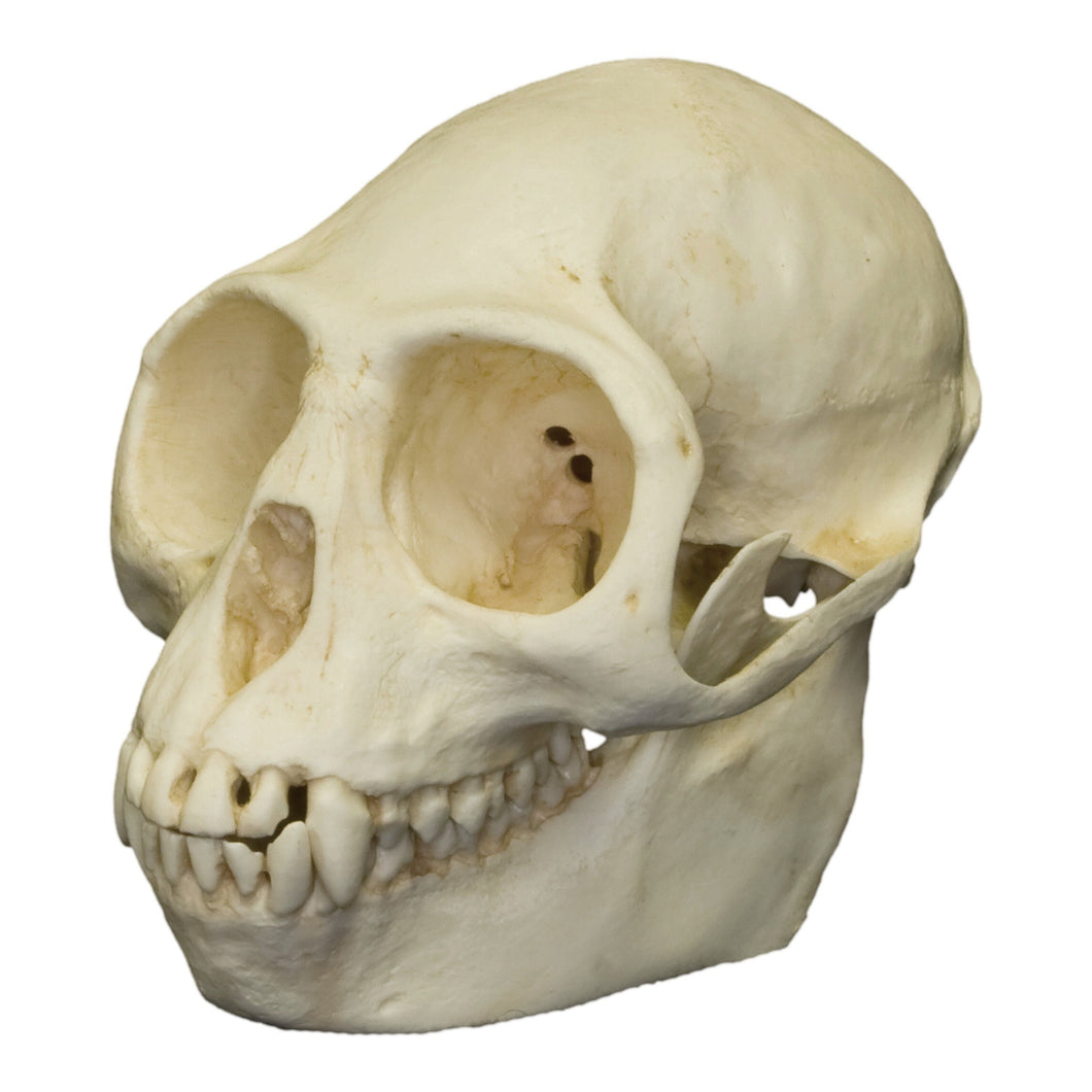 Replica Purple-faced Langur Skull