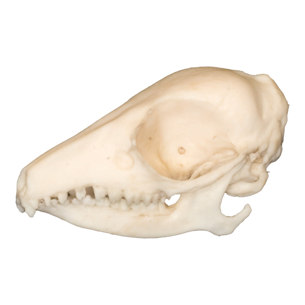 Replic Elephant Shrew Skull