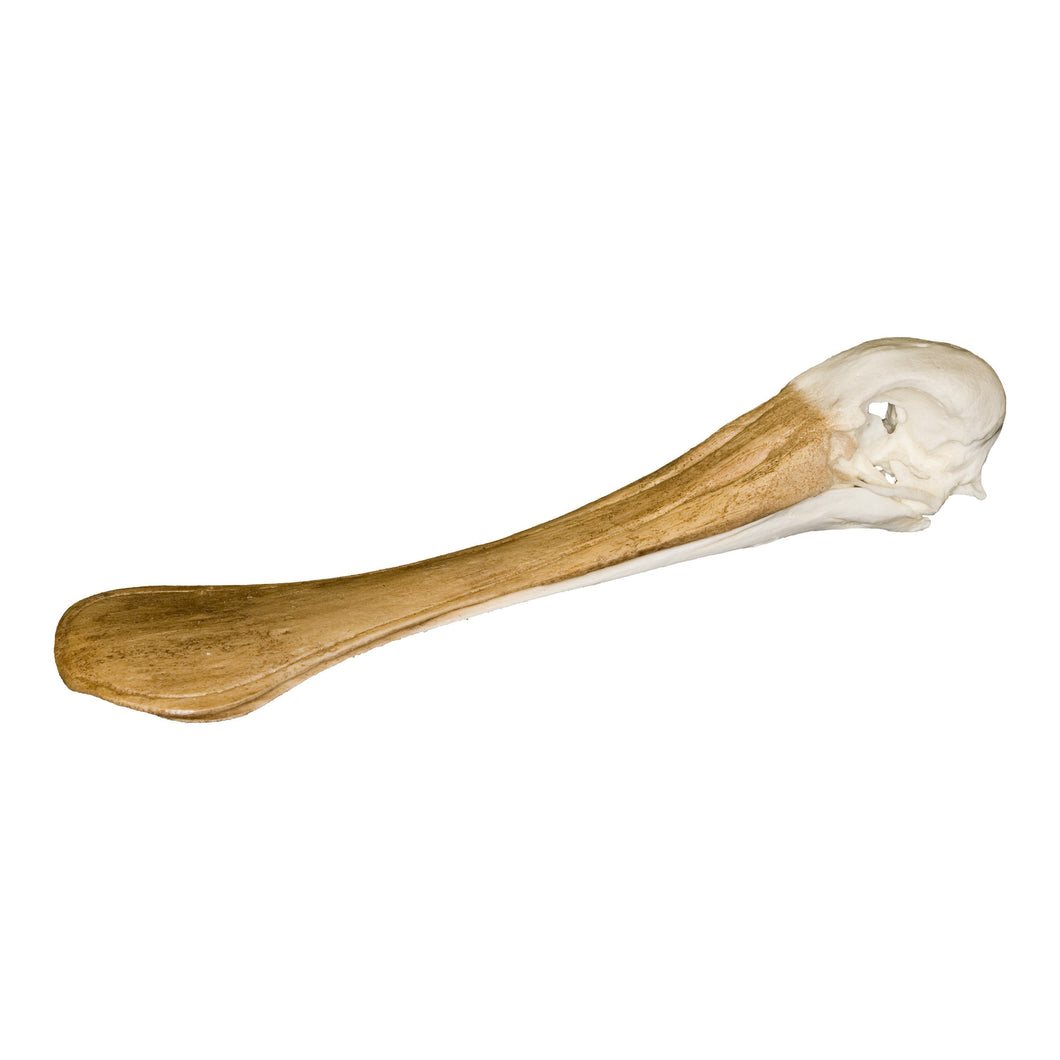 Replica Roseate Spoonbill Skull