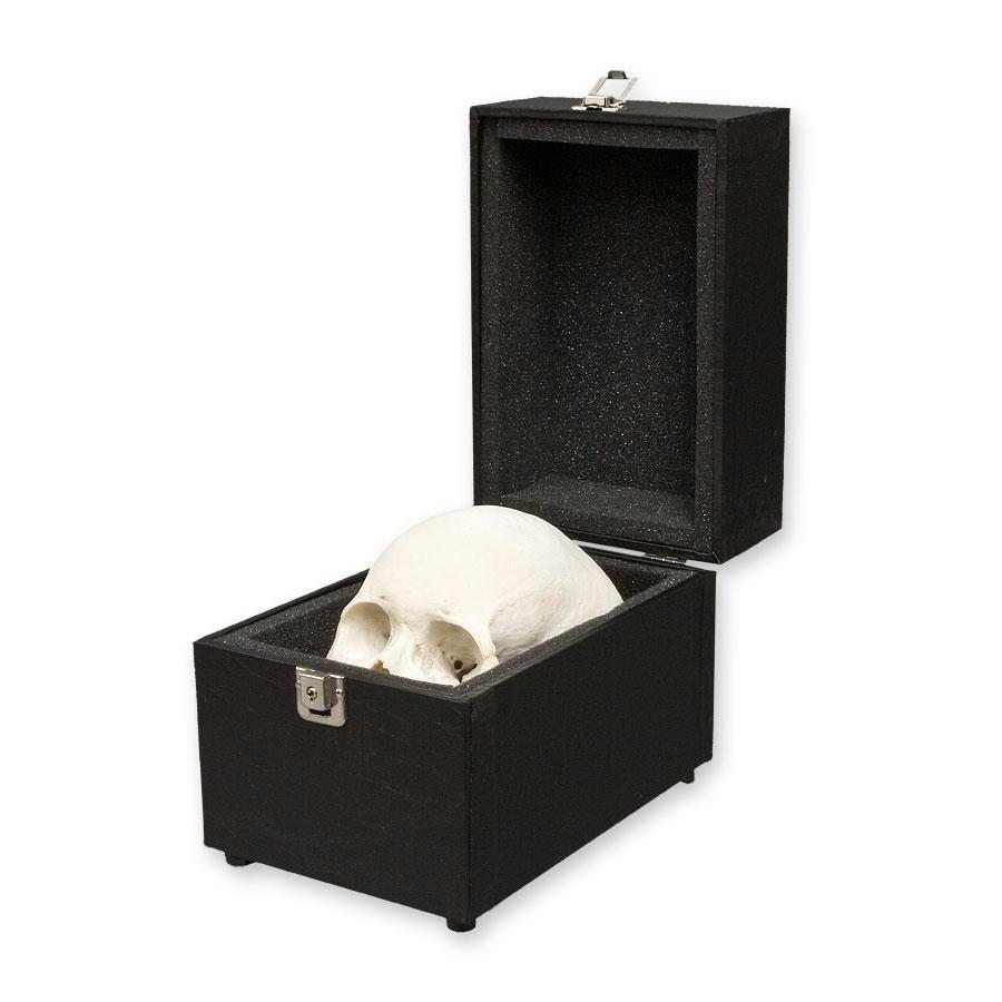 Human Skull Carrying Case