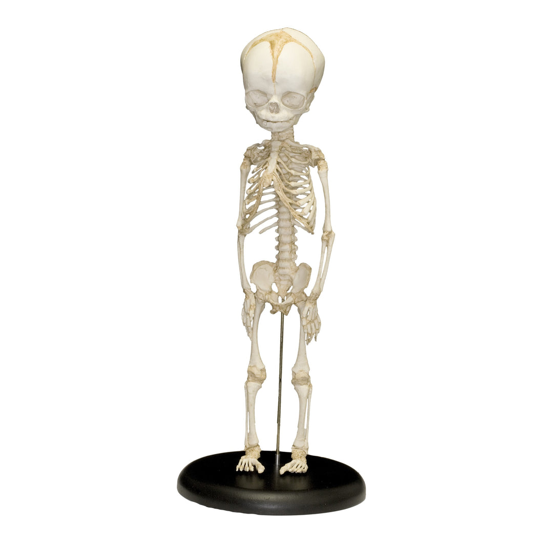 Replica Human Fetus Skeleton (32 Weeks)