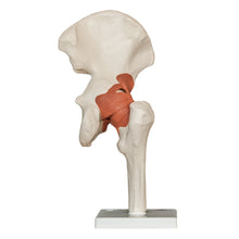Load image into Gallery viewer, Replica Human Hip Joint
