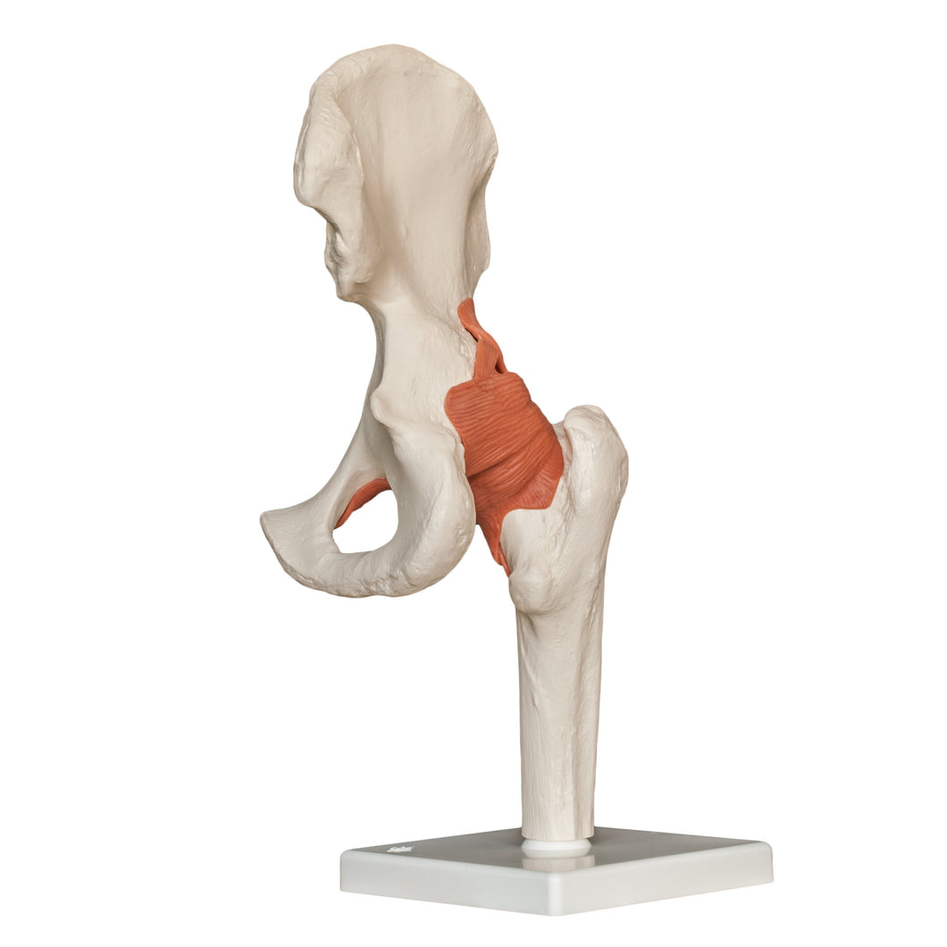Replica Human Hip Joint
