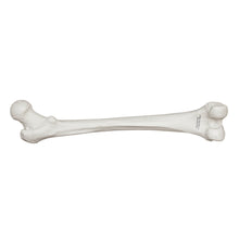 Load image into Gallery viewer, Replica Human Femur
