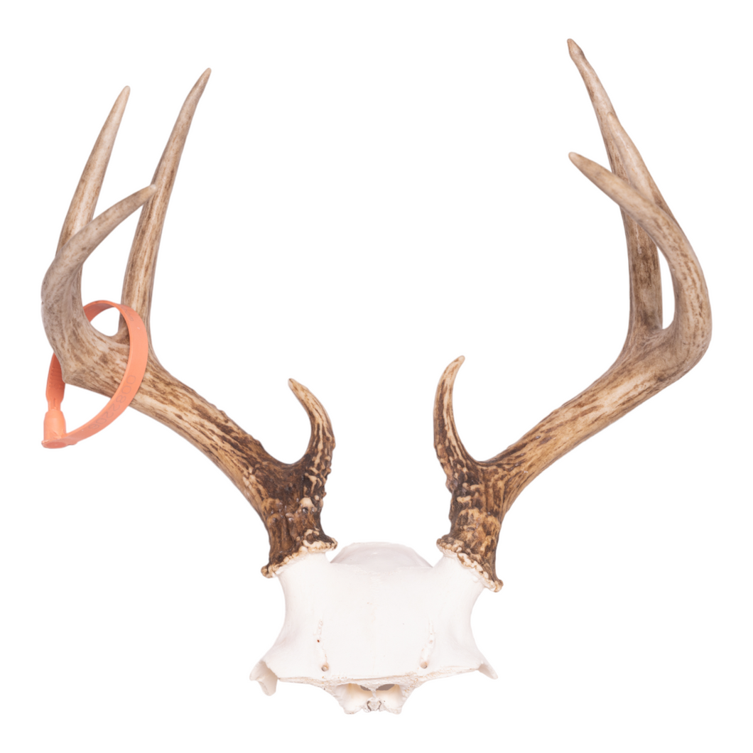 Real White-tailed Deer Skull Plate