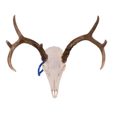 Load image into Gallery viewer, Real White-tailed Deer Skull OK-80661
