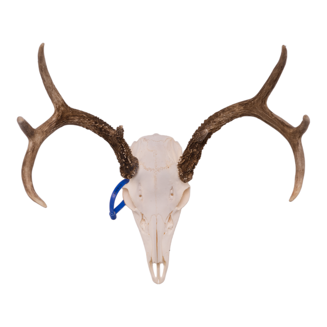 Real White-tailed Deer Skull OK-80661