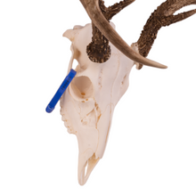 Load image into Gallery viewer, Real White-tailed Deer Skull OK-80661
