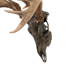 Load image into Gallery viewer, Real White-tailed Deer Skull - Camo Dipped OK-80025
