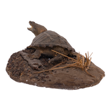 Load image into Gallery viewer, Real Taxidermy Snapping Turtle on Base
