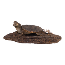 Load image into Gallery viewer, Real Taxidermy Snapping Turtle on Base
