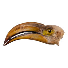 Load image into Gallery viewer, Real Southern Yellow-billed Hornbill Skull
