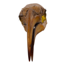 Load image into Gallery viewer, Real Southern Yellow-billed Hornbill Skull
