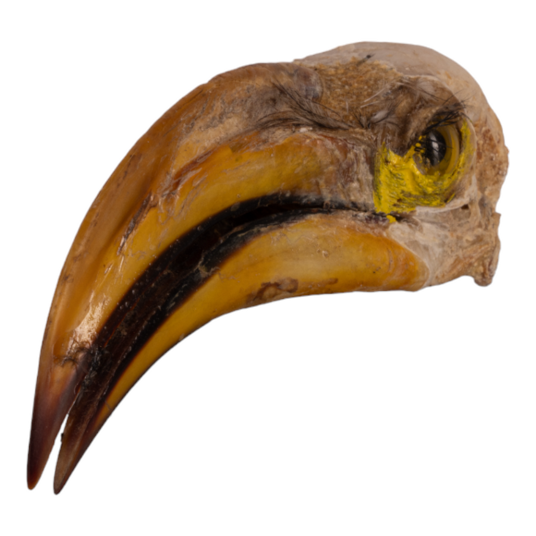 Real Southern Yellow-billed Hornbill Skull