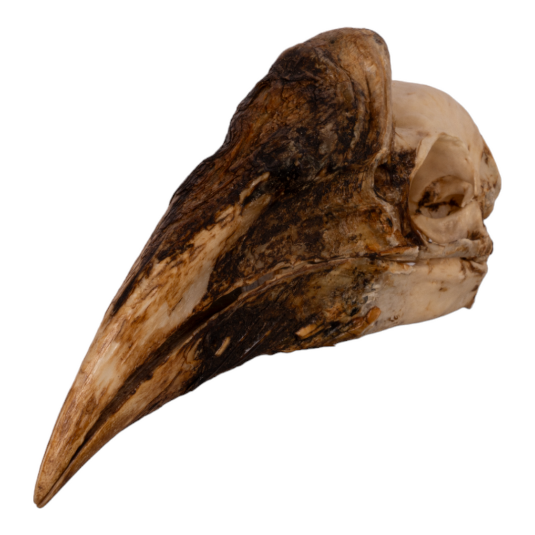 Real White-thighed Hornbill Skull - Female