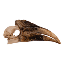 Load image into Gallery viewer, Real White-thighed Hornbill Skull - Female
