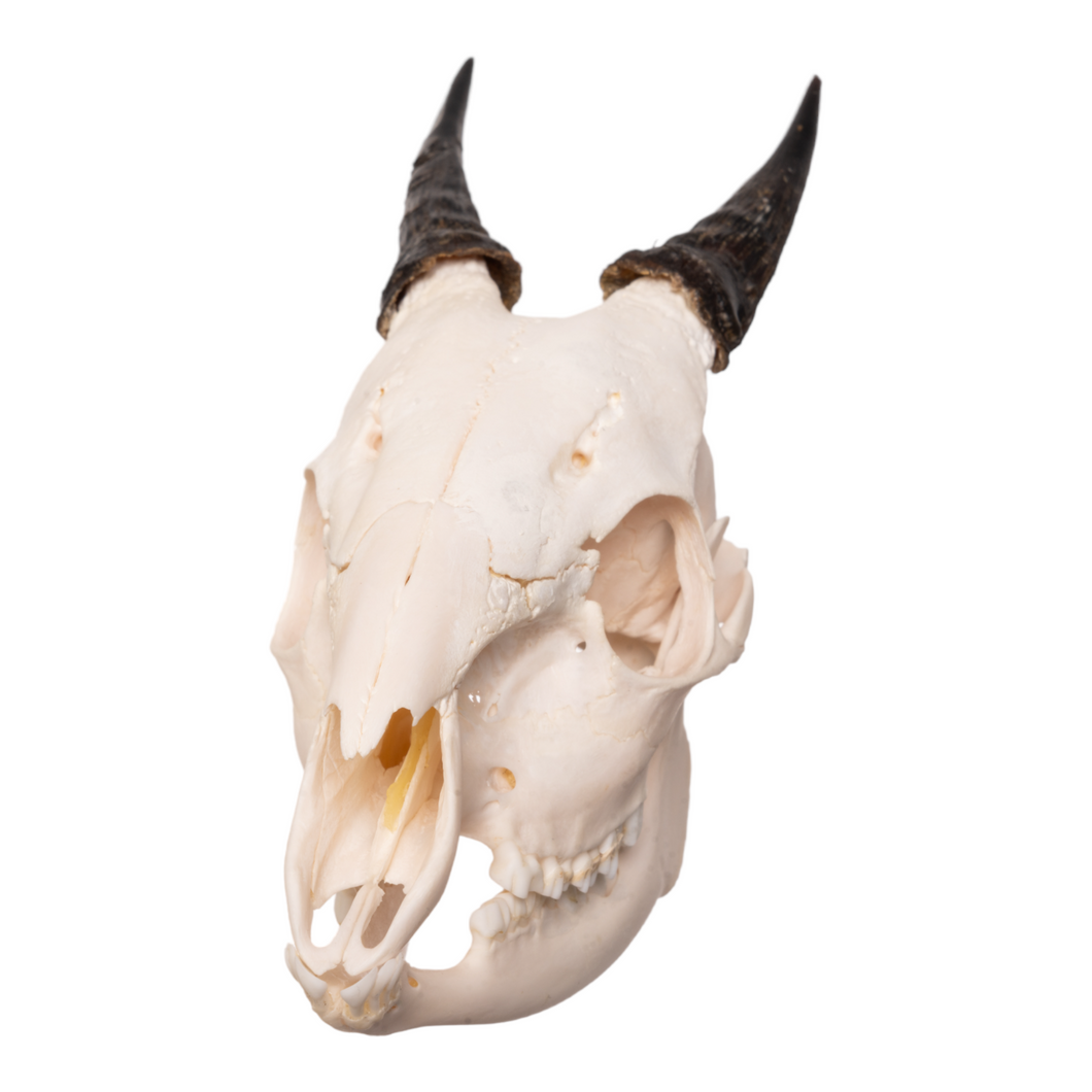 Real Red-flanked Duiker Skull