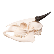 Load image into Gallery viewer, Real Red-flanked Duiker Skull
