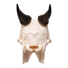 Load image into Gallery viewer, Real Red-flanked Duiker Skull
