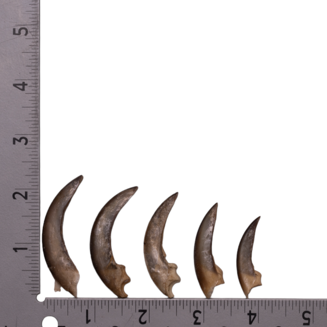 Real Two-toed Sloth Claws - Set of 5