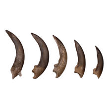 Load image into Gallery viewer, Real Two-toed Sloth Claws - Set of 5
