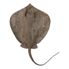 Load image into Gallery viewer, Real Stingray Taxidermy
