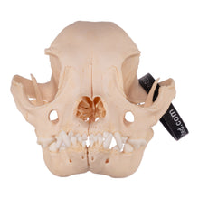 Load image into Gallery viewer, Real Domestic Dog Skull - Boston Terrier

