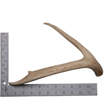 Load image into Gallery viewer, Real White-tailed Deer Antler
