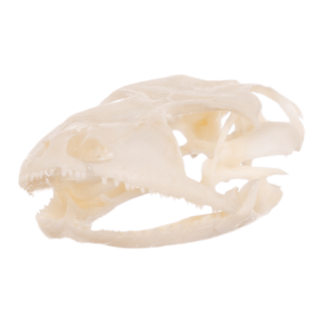 Real Tokay Gecko Skull