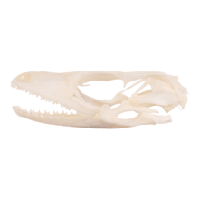 Load image into Gallery viewer, Real Tokay Gecko Skull
