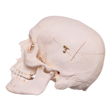 Load image into Gallery viewer, Real Research Quality Human Skull

