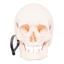 Load image into Gallery viewer, Real Research Quality Human Skull
