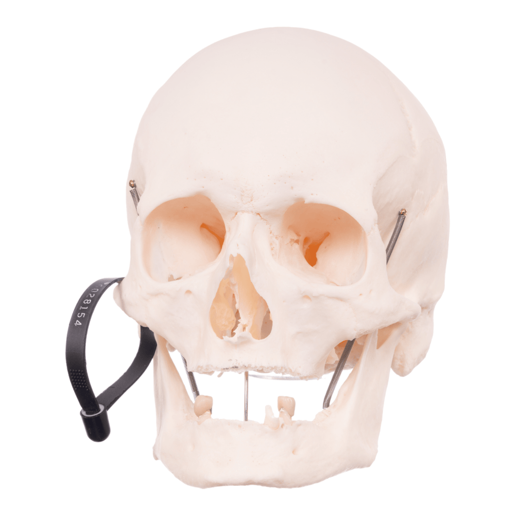 Real Research Quality Human Skull