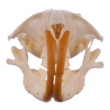 Load image into Gallery viewer, Real Botta&#39;s Pocket Gopher Skull
