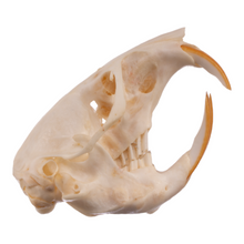 Load image into Gallery viewer, Real Botta&#39;s Pocket Gopher Skull
