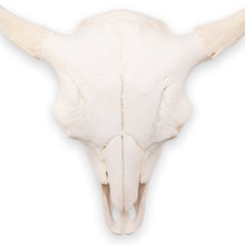 Load image into Gallery viewer, Real Bison Skull
