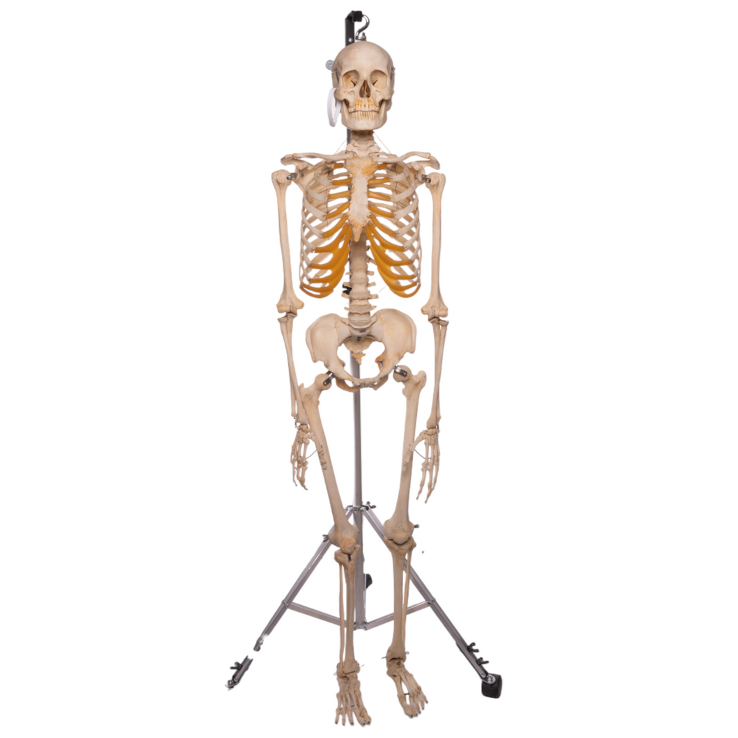 Real Articulated Human Skeleton