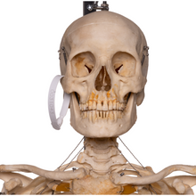 Load image into Gallery viewer, Real Articulated Human Skeleton
