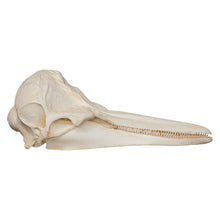 Load image into Gallery viewer, Replica Short-beaked Common Dolphin Skull
