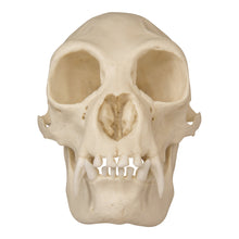 Load image into Gallery viewer, Replica Siamang Skull - Female
