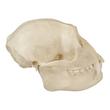 Load image into Gallery viewer, Replica Siamang Skull - Female
