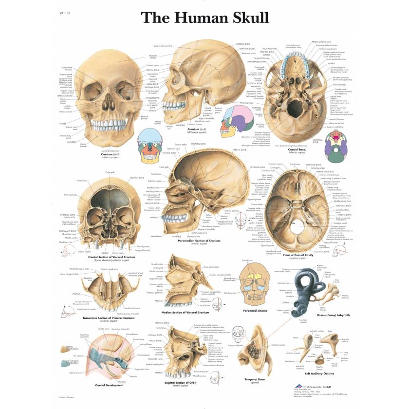 Human Skull Chart - Laminated