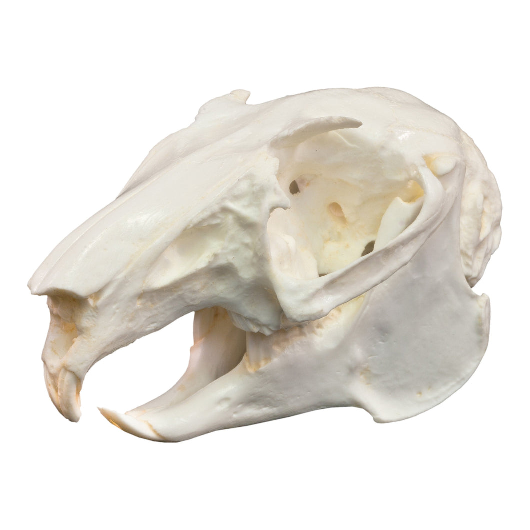 Replica Snowshoe Hare Skull