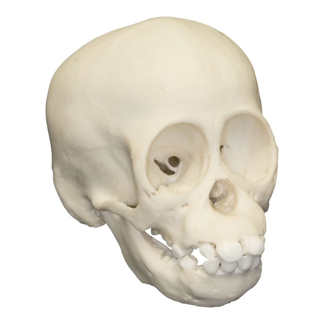 Replica Sumatran Orangutan Skull (Infant)