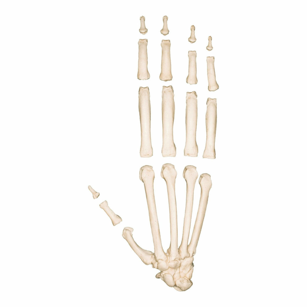 Replica Sumatran Orangutan Skeleton Hand