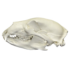 Load image into Gallery viewer, Replica American Black Bear Skull
