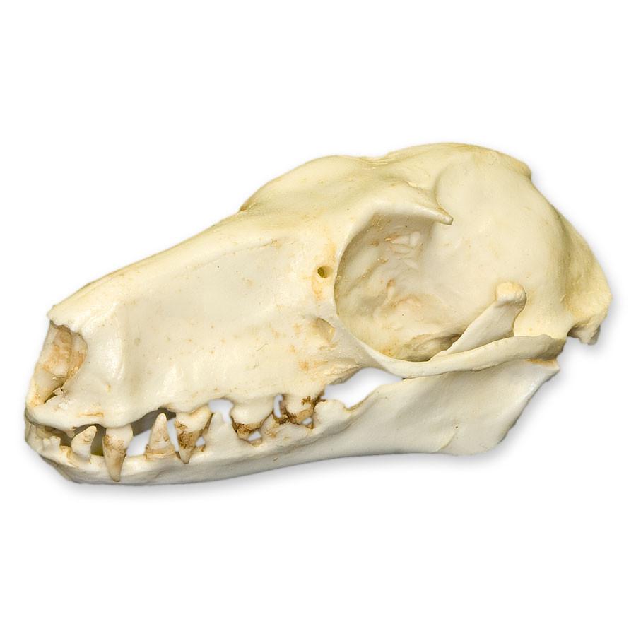 Replica Hammerhead Fruit Bat Skull (Female)