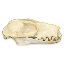 Load image into Gallery viewer, Replica Hammerhead Fruit Bat Skull (Female)
