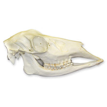 Load image into Gallery viewer, Replica Whitetail Deer Skull
